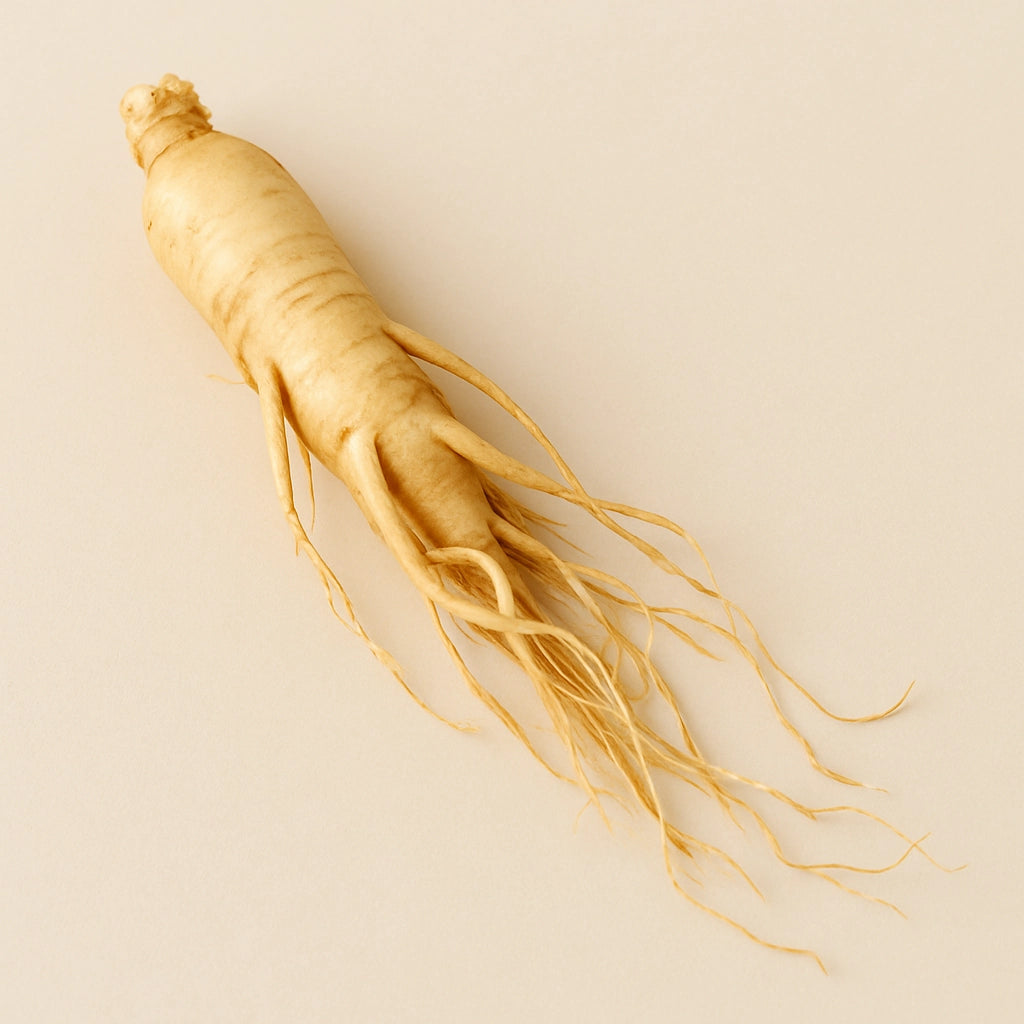 Panax ginseng root on light background