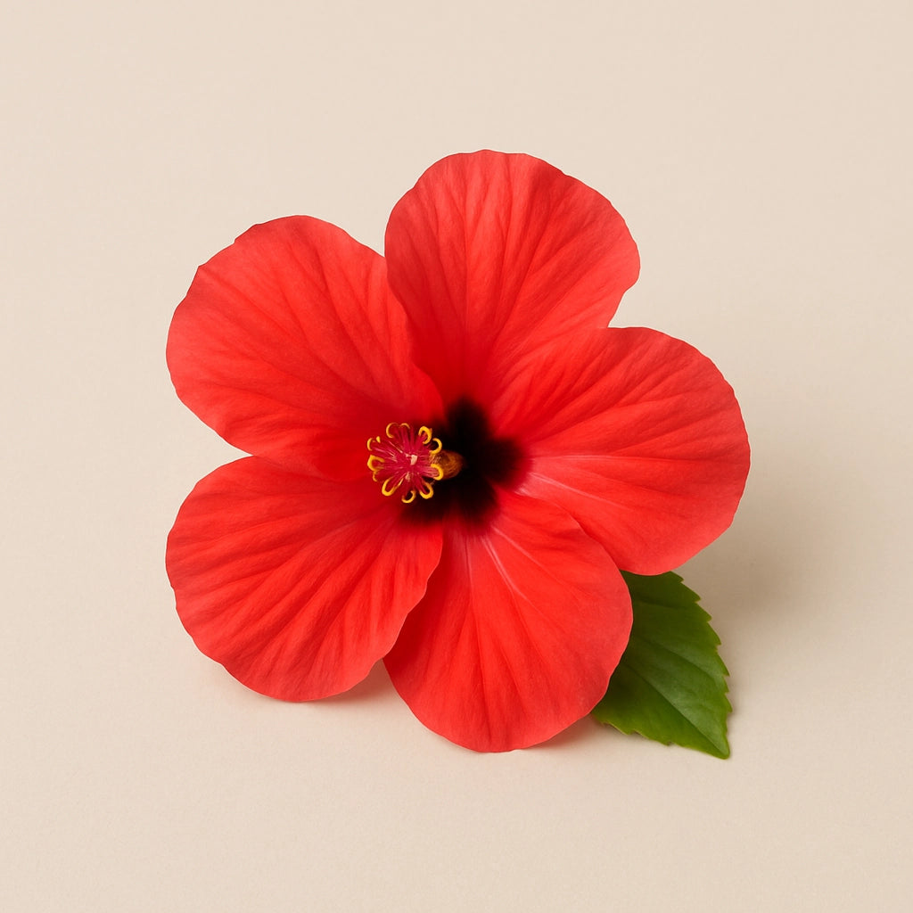 Hibiscus flower on light background