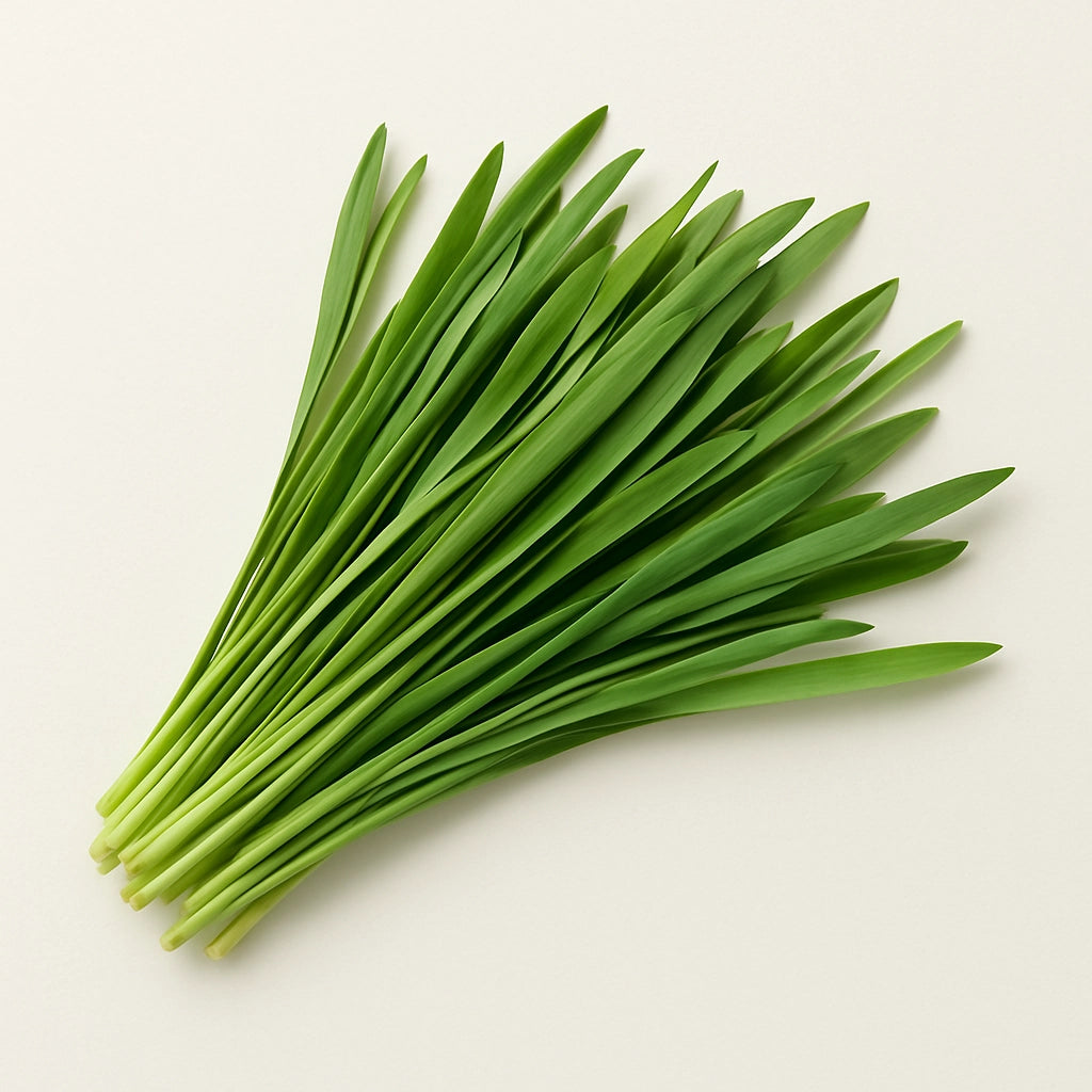 Wheat grass on light background